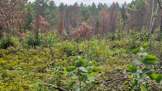 2026 Fires containment - checking out the Echo Trail and trails