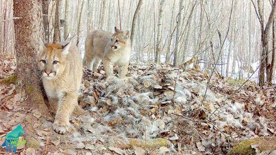 Evidence of reproducing cougar population caught on camera by Voyageurs Wolf Project