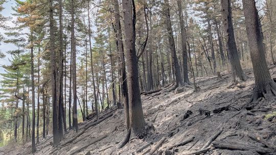 Forest Service chainsaw started the fire by North Arm Road