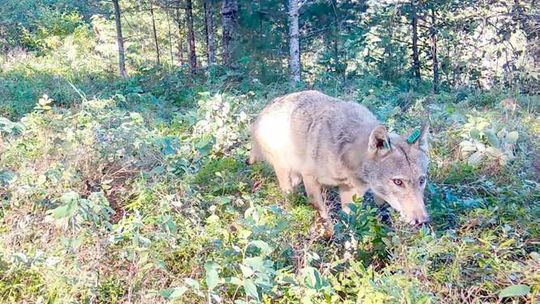 From poop to plants, how wolves are helping blueberries to grow and spread in northern Minnesota