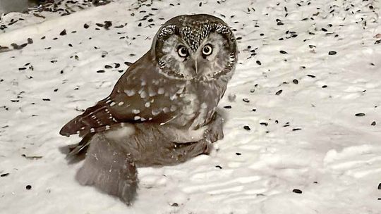 Have We Met and Do You Know My Name?