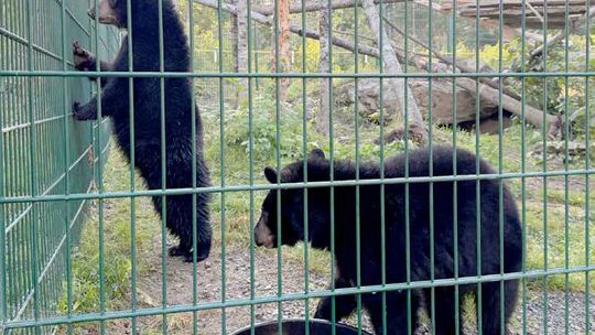 North American Bear Center welcomes cubs Koda and Jasper