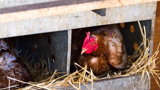 Public balks on allowing chickens