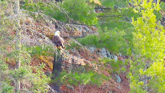 WHAT RAPTORS ARE LIVING IN YOUR NEIGHBORHOOD?