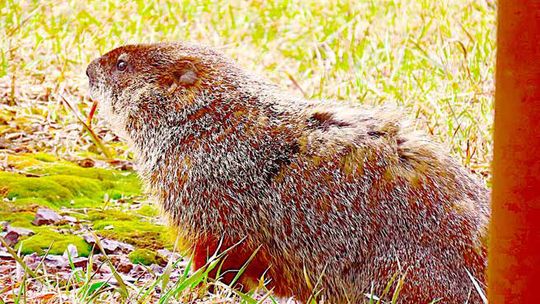 Where and when is spring? Date? Place? Conditions?