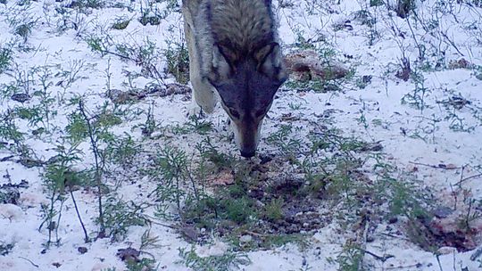 Wolf.Report empowers hunters to share wolf sightings across Minnesota