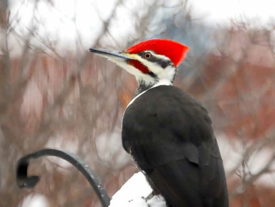 2025 - Second Winter and First December