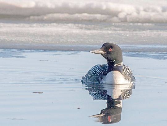 “A fed loon is a dead loon” and other loon observations with Sherry Abts