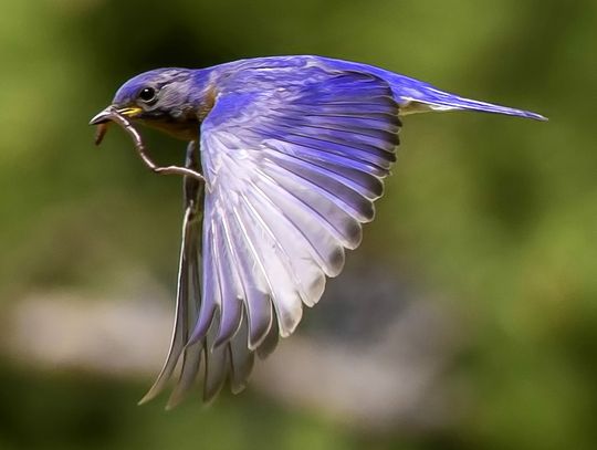 An Eastern Bluebird carries a worm in its mouth. Photo by Snotty Moose Photography.