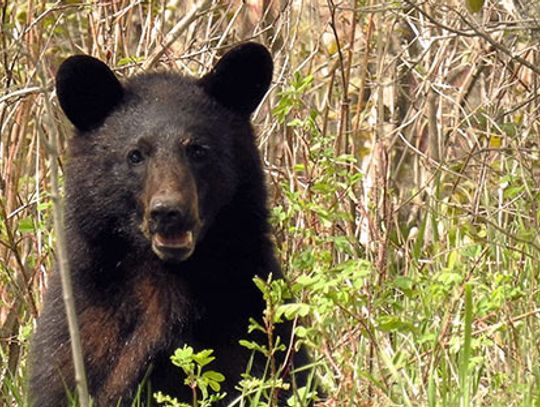 Be BearWise this summer while recreating outdoors