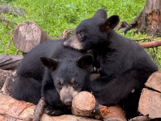 Bear Center will welcome two new cubs