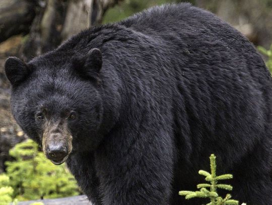 Bear hunters: remember to buy license, check out the regulations