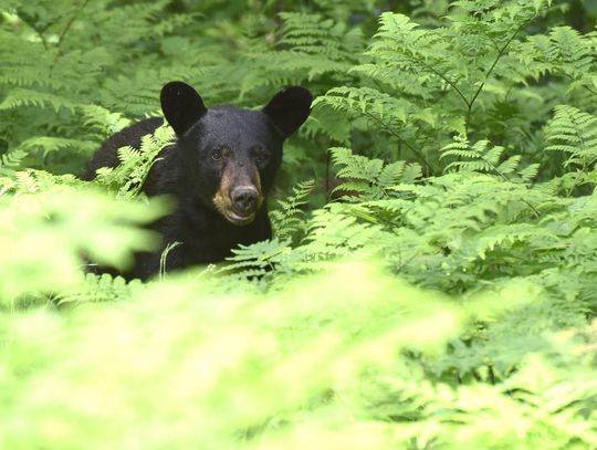 Bears in town a problem