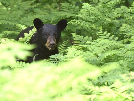 Bears looking for food