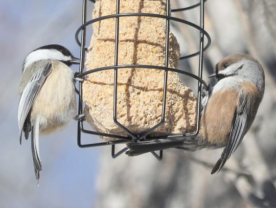 Birds Adapted to Winter