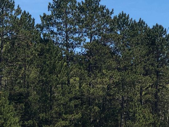 BWCA rescue due to back injury