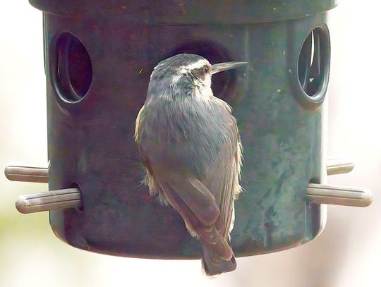 Change in focus from feeding birds