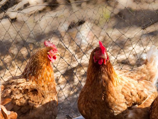 Chickens will have to wait for final approval