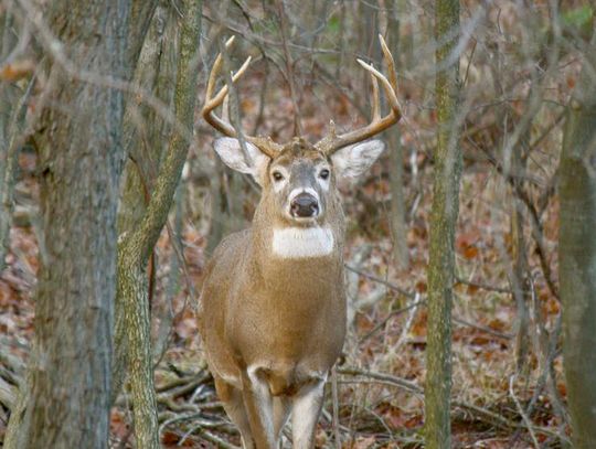 DNR encourages deer hunters to buy licenses early