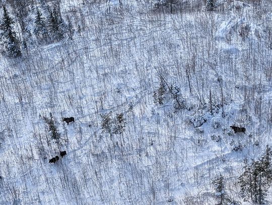 DNR: Moose population remains relatively stable DNR: Moose population remains relatively stable