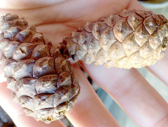DNR seeks red pine cone collectors ahead of bumper crop