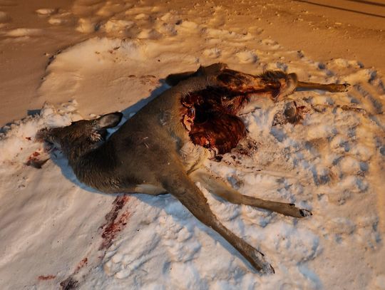 Ely Echo Editorial: A wolf in the school yard is a problem, limiting deer a solution