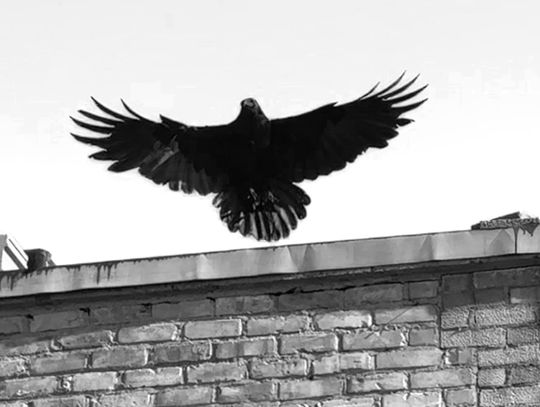 Ely Street Poet