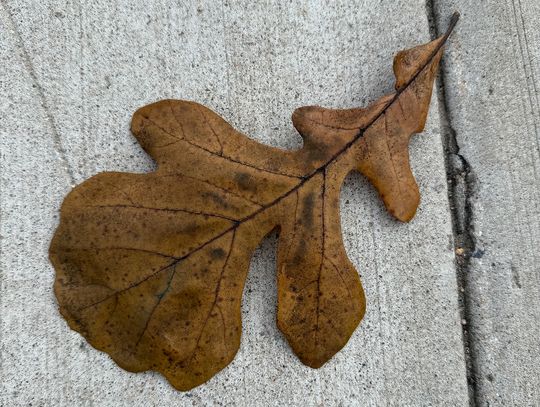 Ely Street Poet Ely Street Poet