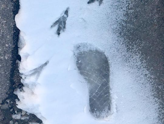 Ely Street Poet - Listening with their head cocked to one side