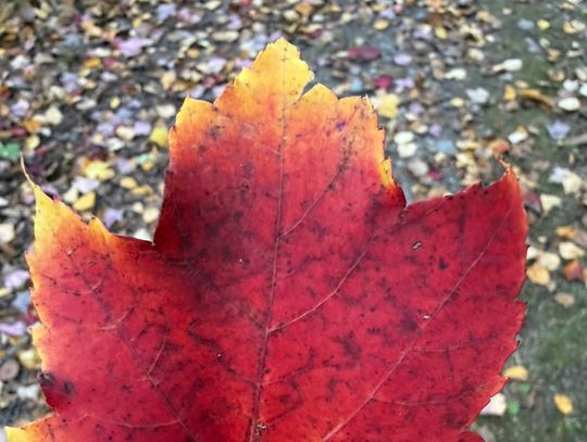 Ely Street Poet: The business of autumn