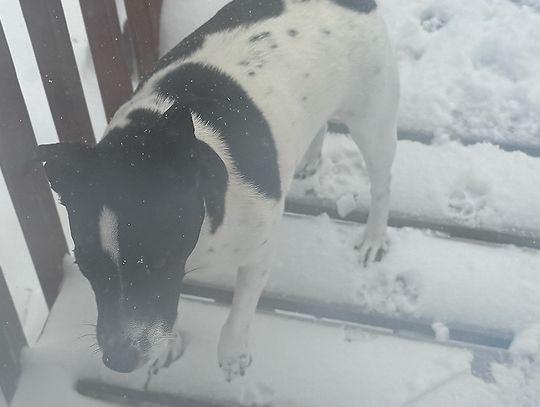 Ely Street Poet - The green that lies beneath Ely Street Poet - The green that lies beneath