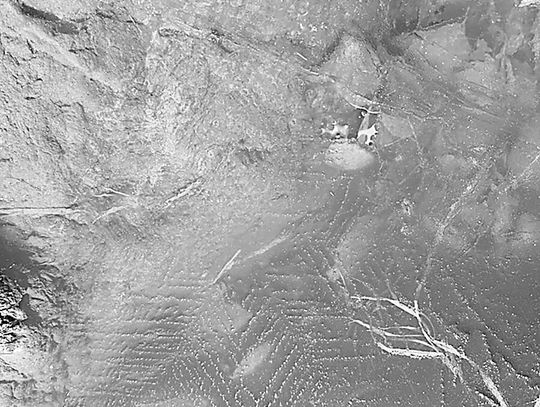 Ely Street Poet: Walk in the woods