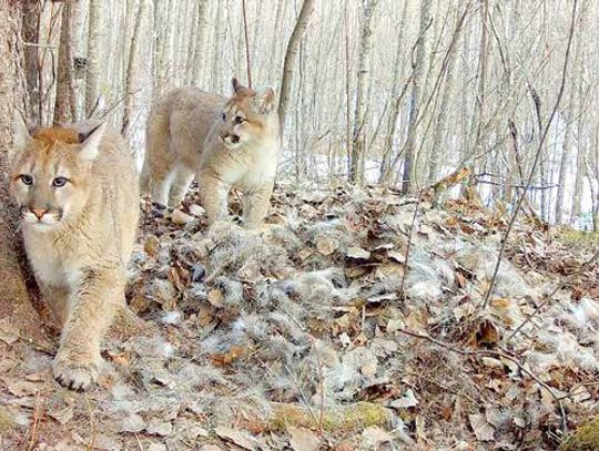Evidence of reproducing cougar population caught on camera by Voyageurs Wolf Project