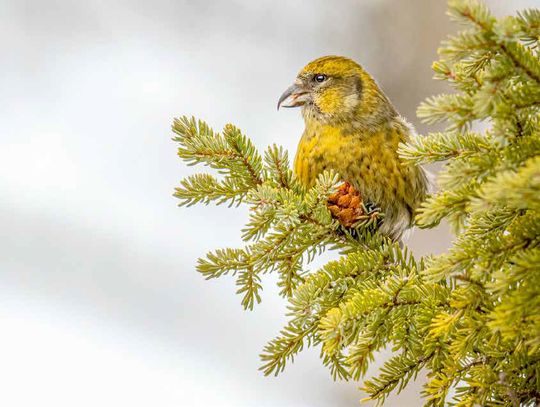 Find the Circles in the Arrowhead