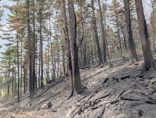 Forest Service chainsaw started the fire by North Arm Road