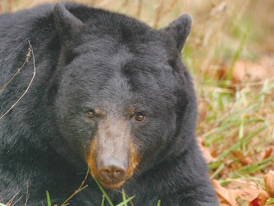 Forest Service extends BWCA food storage order five years Forest Service extends BWCA food storage order five years