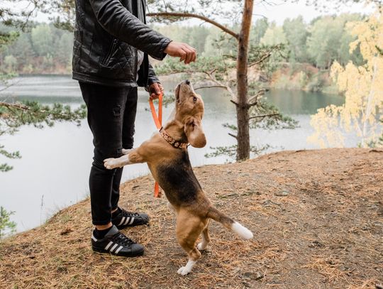 Forest Service offers clarification on dog leash rules