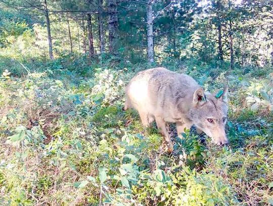 From poop to plants, how wolves are helping blueberries to grow and spread in northern Minnesota