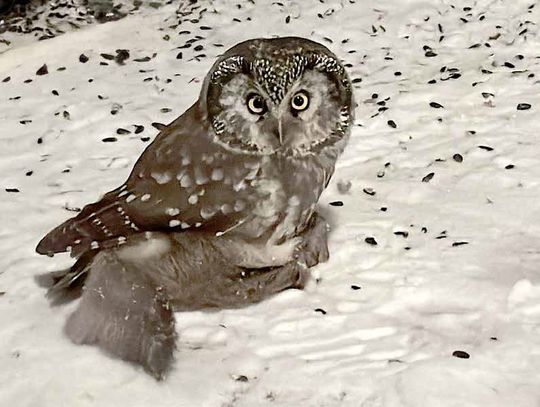 Have We Met and Do You Know My Name?