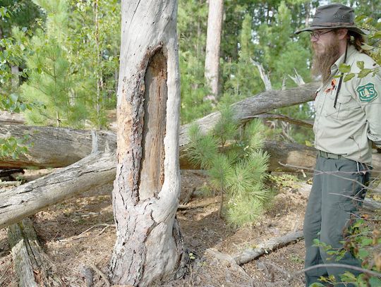 History Night presentation Wednesday on peeled pine, birch bark canoes and fur trade in the BWCA