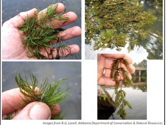 Hooked on Fishing: Aquatic Vegetation