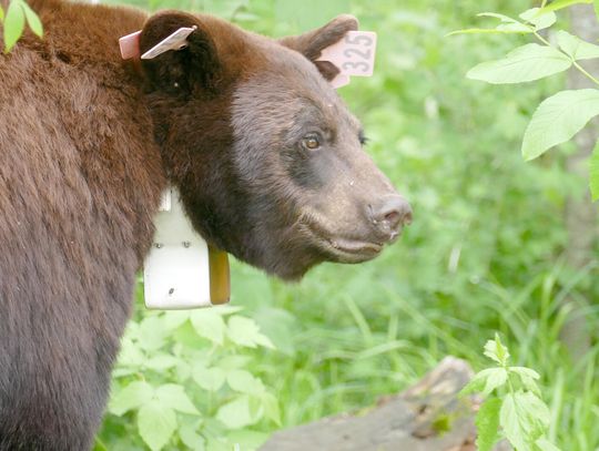 Hunters urged not to shoot ear-tagged, radiocollared research bears