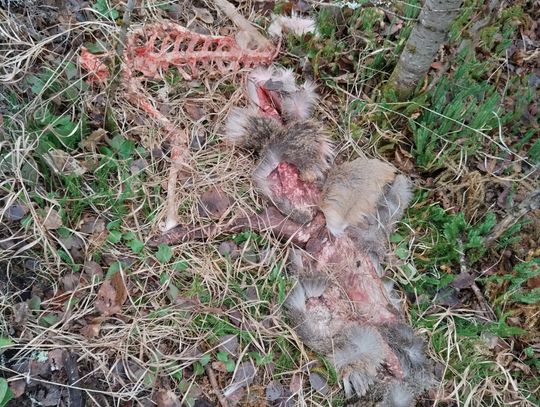 Letter to the editor…why has the DNR…not published a deer survey report since 2019?