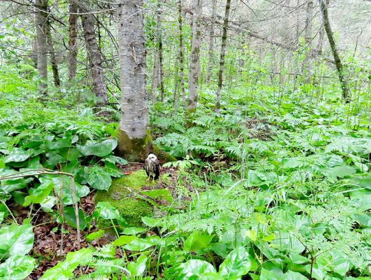 Life in the Forest