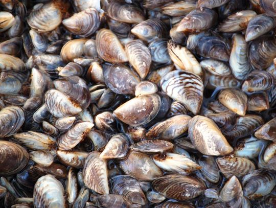Minnesota DNR: Low densities of zebra mussel larvae found in Vermilion, Kabetogama, Crane and Namakan lakes
