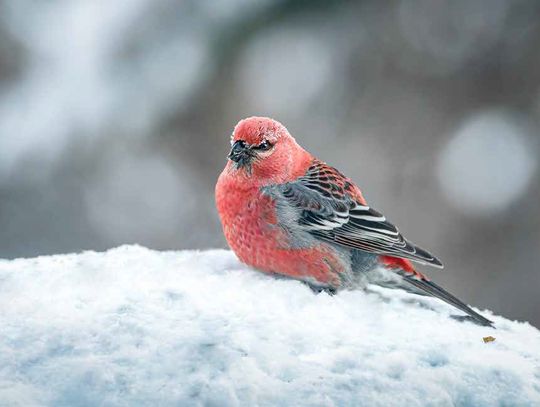 Moon Halo Inspires Thoughts and Maybe Action Moon Halo Inspires Thoughts and Maybe Action