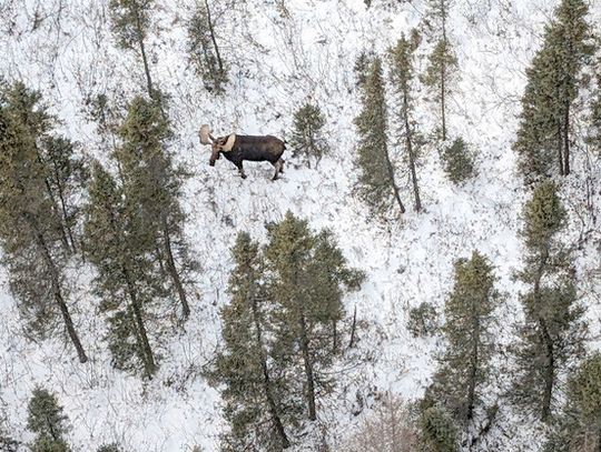 Moose population remains “relatively stable”