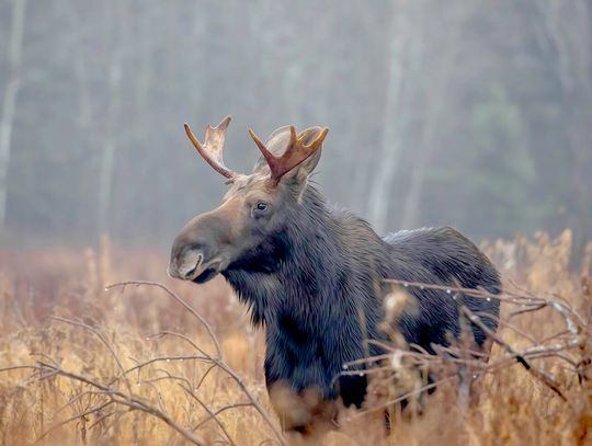 Moose population remains relatively stable Moose population remains relatively stable