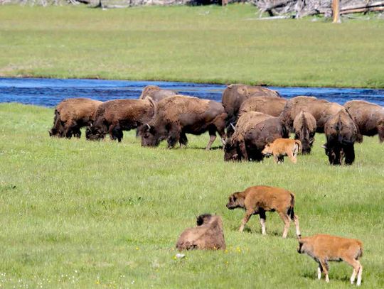 National Bison Day National Bison Day