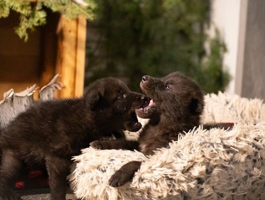 New pups arrive at Wolf Center